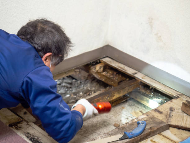 Mold Testing and Removal in Alvord, TX