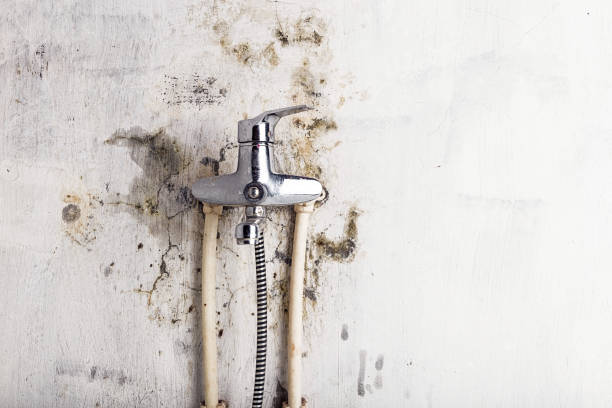 Best Affordable Mold Removal  in Alvord, TX
