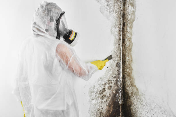 Best Mold Removal Near Me  in Alvord, TX