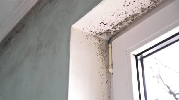 Best Attic Mold Removal  in Alvord, TX