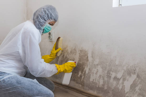 Best Best Mold Removal Companies  in Alvord, TX
