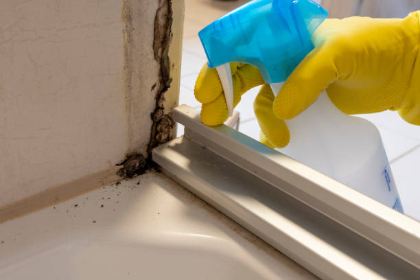 Best Same-Day Mold Removal  in Alvord, TX