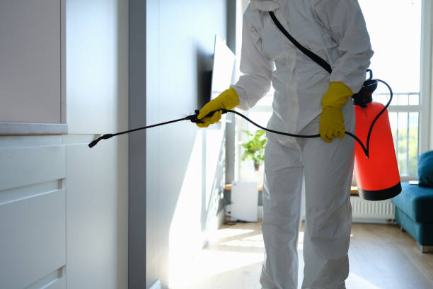 Best Attic Mold Removal  in Alvord, TX