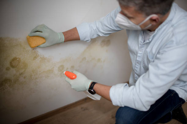 Best Mold Testing  in Alvord, TX