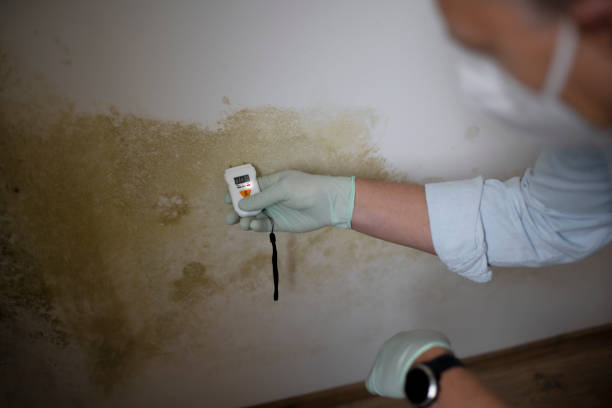 Best Local Mold Removal Service  in Alvord, TX