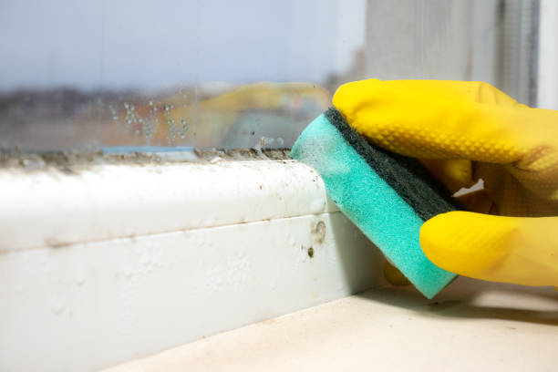 Best Black Mold Removal  in Alvord, TX
