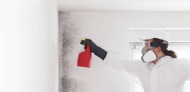 Best Same-Day Mold Removal  in Alvord, TX