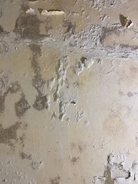 Professional Mold Removal in Alvord, TX