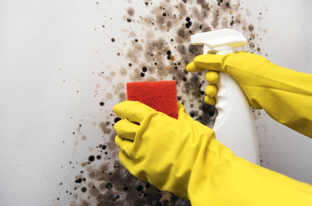 Best Affordable Mold Removal  in Alvord, TX