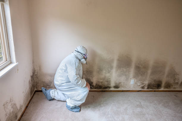 Best Commercial Mold Removal  in Alvord, TX