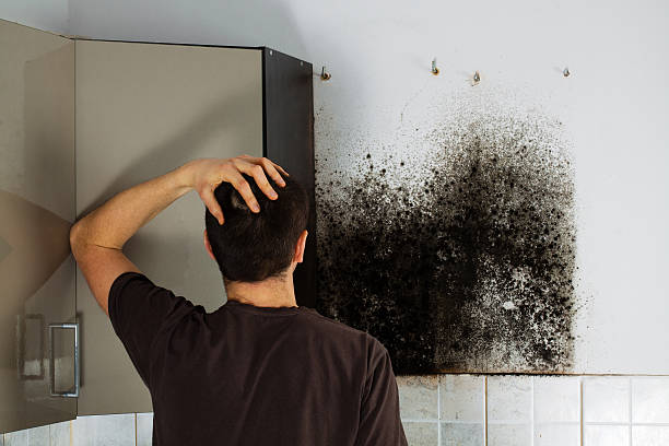 Office Mold Removal Services in Alvord, TX