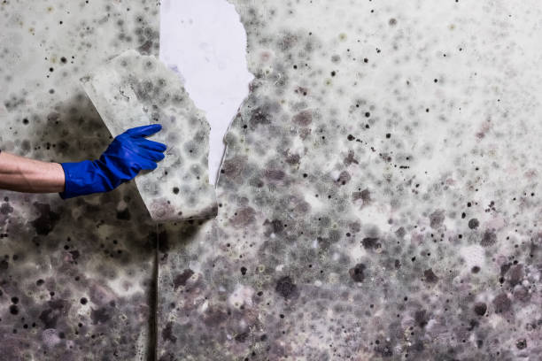 Best Fast Mold Removal  in Alvord, TX